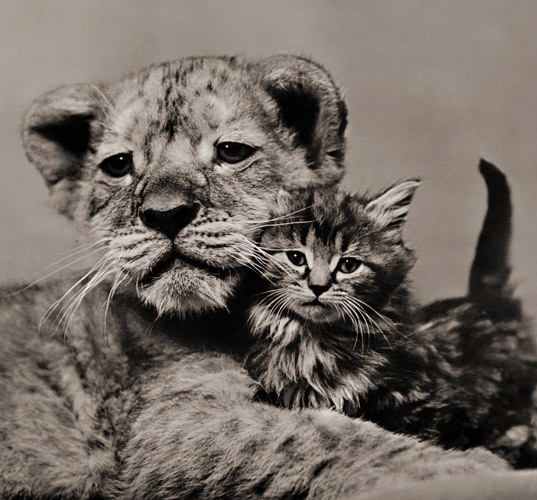 無題（仲が良いライオンの子と子猫） [イーラ, ねむいねむいちいさなライオンより] パブリックドメイン画像 