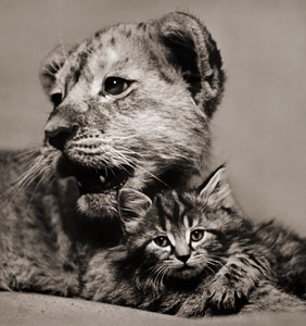 無題（ライオンの子の腕に寄り掛かる子猫） [イーラ, ねむいねむいちいさなライオンより]のサムネイル画像