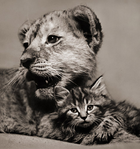 無題（ライオンの子の腕に寄り掛かる子猫） [イーラ, ねむいねむいちいさなライオンより] パブリックドメイン画像 