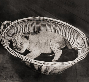 無題（籠の中で眠るライオンの子） [イーラ, ねむいねむいちいさなライオンより]のサムネイル画像