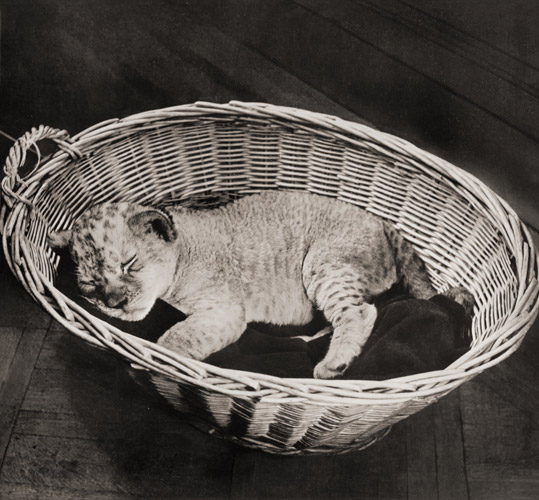 無題（籠の中で眠るライオンの子） [イーラ, ねむいねむいちいさなライオンより] パブリックドメイン画像 