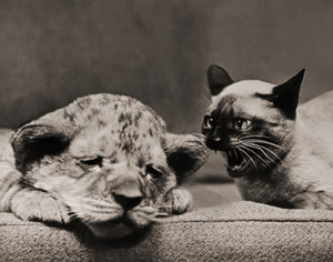 無題（眠っているライオンの子と怒った猫） [イーラ, ねむいねむいちいさなライオンより]のサムネイル画像