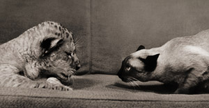 無題（ライオンの子と警戒する猫） [イーラ, ねむいねむいちいさなライオンより]のサムネイル画像
