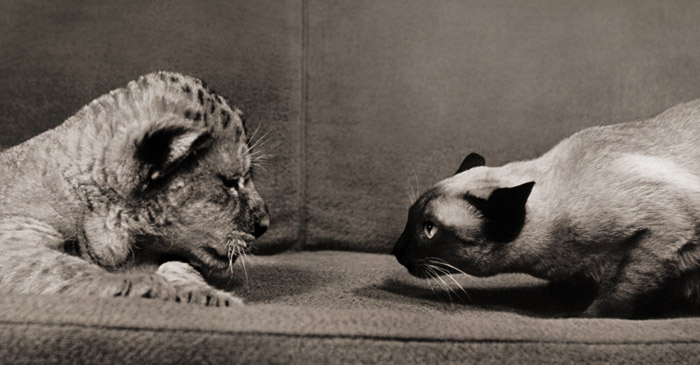無題（ライオンの子と警戒する猫） [イーラ, ねむいねむいちいさなライオンより] パブリックドメイン画像 