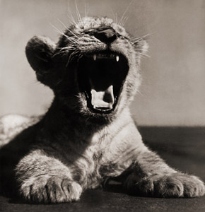 無題（あくびするライオンの子） [イーラ, ねむいねむいちいさなライオンより]のサムネイル画像