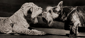 無題（あくびするライオンの子と犬） [イーラ, ねむいねむいちいさなライオンより]のサムネイル画像