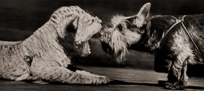 無題（あくびするライオンの子と犬） [イーラ, ねむいねむいちいさなライオンより] パブリックドメイン画像 