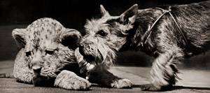 無題（ライオンの子に近づく犬） [イーラ, ねむいねむいちいさなライオンより]のサムネイル画像