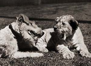 無題（芝生の上でくつろくライオンの子と犬） [イーラ, ねむいねむいちいさなライオンより]のサムネイル画像