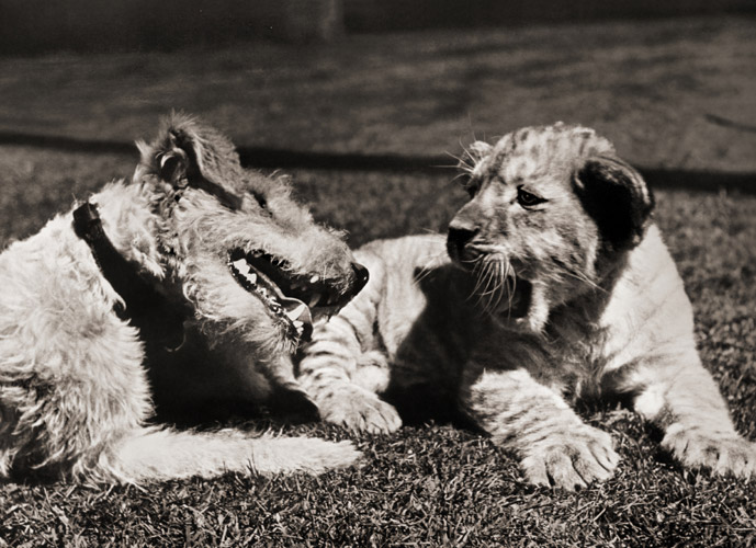 無題（芝生の上でくつろくライオンの子と犬） [イーラ, ねむいねむいちいさなライオンより] パブリックドメイン画像 