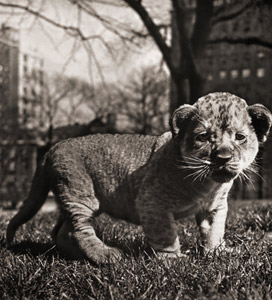 無題（芝生の上のライオンの子） [イーラ, ねむいねむいちいさなライオンより]のサムネイル画像
