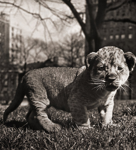 無題（芝生の上のライオンの子） [イーラ, ねむいねむいちいさなライオンより] パブリックドメイン画像 