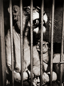 無題（檻の中のライオンのお母さんと子） [イーラ, ねむいねむいちいさなライオンより]のサムネイル画像
