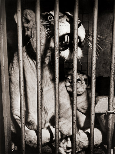 無題（檻の中のライオンのお母さんと子） [イーラ, ねむいねむいちいさなライオンより] パブリックドメイン画像 