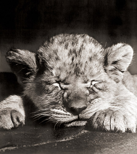 無題（眠っているライオンの子） [イーラ, ねむいねむいちいさなライオンより] パブリックドメイン画像 