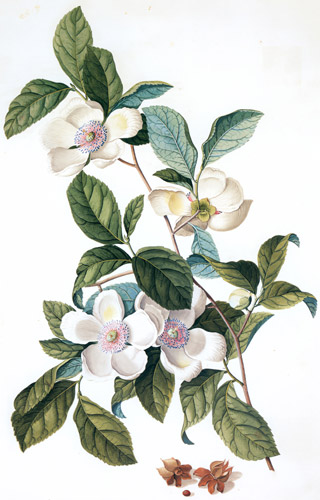 Stewartia malacodendron [Georg Dionysius Ehret,  from Mark Catesby’s Natural History of America]