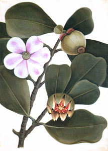Clusia rosea [Mark Catesby,  from Mark Catesby’s Natural History of America] Thumbnail Images