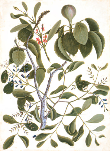 Hippomane mancinella, Dendropenron purpureus, Phoradendron rubrum [Mark Catesby,  from Mark Catesby’s Natural History of America]