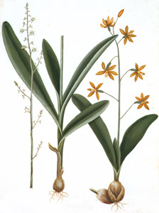 Polystachya concreta, Epidendrum boothianum [Mark Catesby,  from Mark Catesby’s Natural History of America] Thumbnail Images