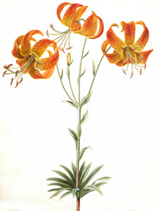 Lilium michiganense [Mark Catesby,  from Mark Catesby’s Natural History of America] Thumbnail Images