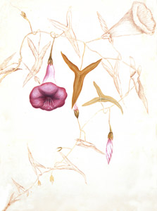Ipomoea sagittata [Mark Catesby,  from Mark Catesby’s Natural History of America] Thumbnail Images