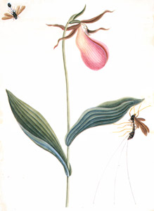 Cypripedium acaule, Ichneumon sp. [Mark Catesby,  from Mark Catesby’s Natural History of America] Thumbnail Images