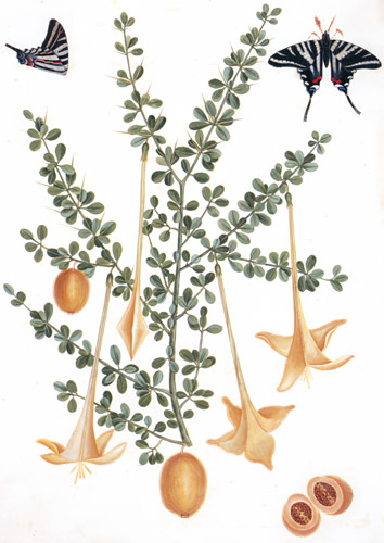 Catesbaea spinosa, Iphiclides ajax [Mark Catesby,  from Mark Catesby’s Natural History of America]