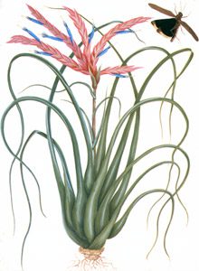 Tillandsia fasciculata [Mark Catesby,  from Mark Catesby’s Natural History of America] Thumbnail Images