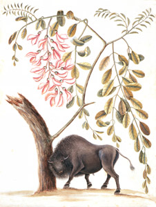 Bison bison, Robinia hispida [Mark Catesby,  from Mark Catesby’s Natural History of America] Thumbnail Images