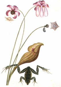 Rana clamitans, Sarracenia purpurea [Mark Catesby,  from Mark Catesby’s Natural History of America] Thumbnail Images