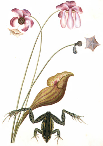Rana clamitans, Sarracenia purpurea [Mark Catesby,  from Mark Catesby’s Natural History of America]