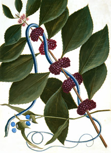 Snake, Callicarpa americana, Commelina virginica [Mark Catesby,  from Mark Catesby’s Natural History of America] Thumbnail Images