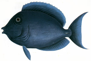 Acanthurus coeruleus [Mark Catesby,  from Mark Catesby’s Natural History of America] Thumbnail Images
