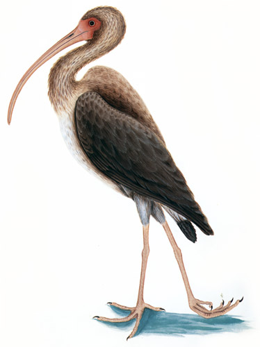 Eudocimus albus [Mark Catesby,  from Mark Catesby’s Natural History of America]