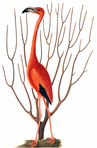Phoenicopterus ruber [Mark Catesby,  from Mark Catesby’s Natural History of America]