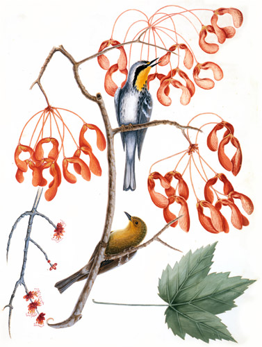 Dendroica dominica, Dendroica pinus, Acer rubrum [Mark Catesby,  from Mark Catesby’s Natural History of America]