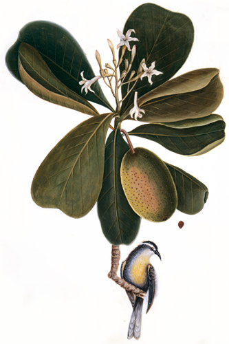 Coereba flaveola bahamensis, Casasia clusiifolia [Mark Catesby,  from Mark Catesby’s Natural History of America]