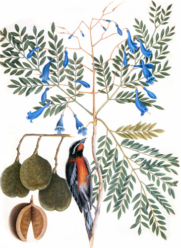 Spindalis zena, Jacaranda caerulea [Mark Catesby,  from Mark Catesby’s Natural History of America]