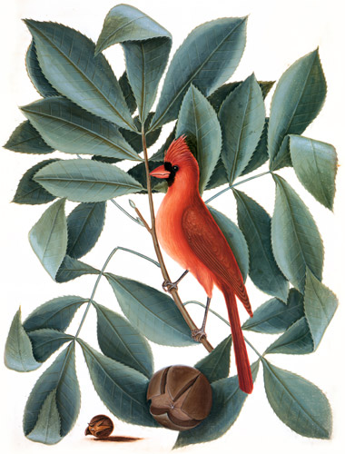 Cardinalis cardinalis, Carya tomentosa, Carya cordiformis [Mark Catesby,  from Mark Catesby’s Natural History of America]