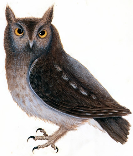 Otus asio [Mark Catesby,  from Mark Catesby’s Natural History of America]