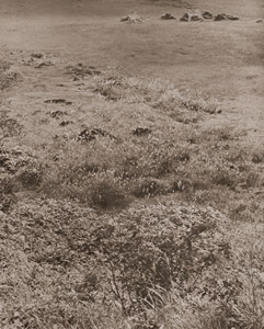 草原（木戸池附近） [魚住励, アサヒカメラ 1951年1月号より]のサムネイル画像