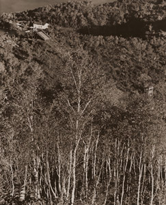 白樺（丸池スキー場附近） [魚住励, アサヒカメラ 1951年1月号より]のサムネイル画像