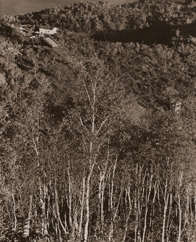 白樺（丸池スキー場附近） [魚住励, アサヒカメラ 1951年1月号より] パブリックドメイン画像 