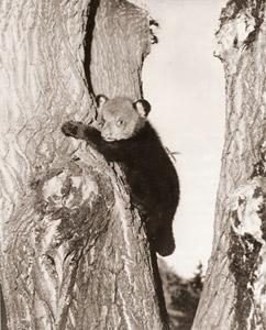 ブラック･ベアー [レオン･G･ケステルー, アサヒカメラ 1955年3月号より]のサムネイル画像