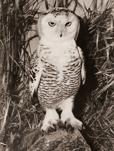 白フクロウ [アラン・D・クルックシャンク, アサヒカメラ 1955年3月号より] パブリックドメイン画像 