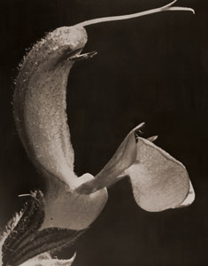 あきぎり（サルビア・プラテンシス）の花 [ヴォルフ・シュトラーヒェ, アサヒカメラ 1955年3月号より]のサムネイル画像