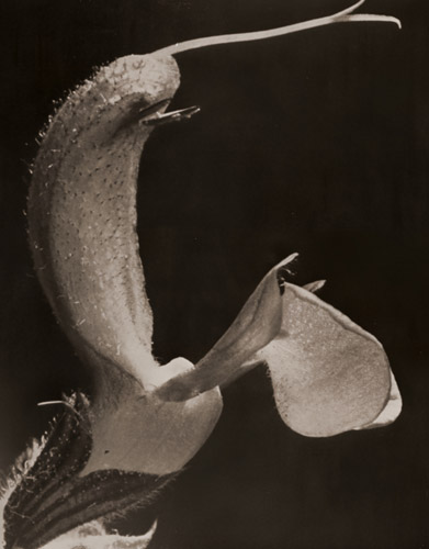 あきぎり（サルビア・プラテンシス）の花 [ヴォルフ・シュトラーヒェ, アサヒカメラ 1955年3月号より] パブリックドメイン画像 
