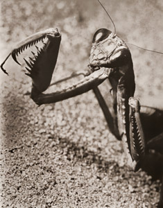 カマキリ [ヴォルフ・シュトラーヒェ, アサヒカメラ 1955年3月号より]のサムネイル画像