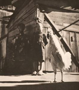 にわとり [亀山賢一郞, アサヒカメラ 1940年1月号より]のサムネイル画像