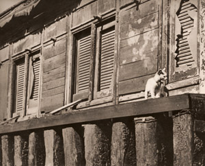 猫 [午塚粲, アサヒカメラ 1940年1月号より]のサムネイル画像